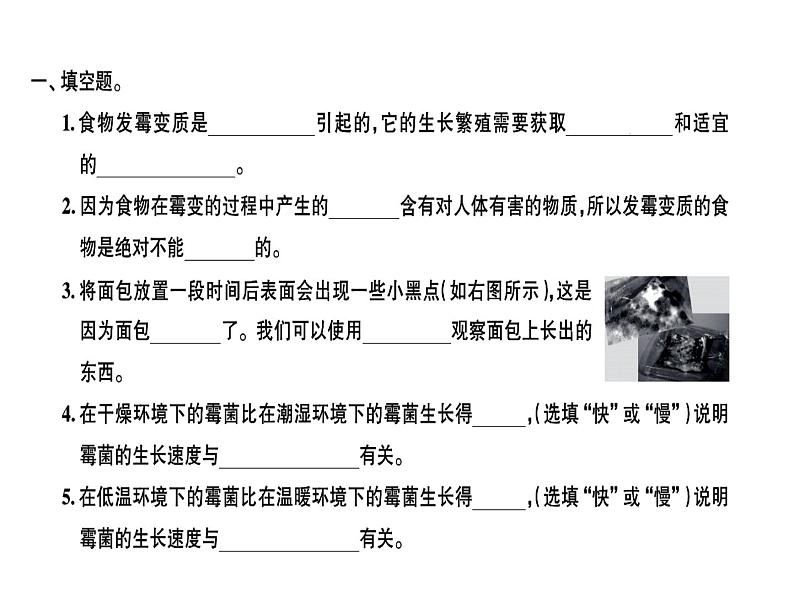 面包发霉了PPT课件免费下载01