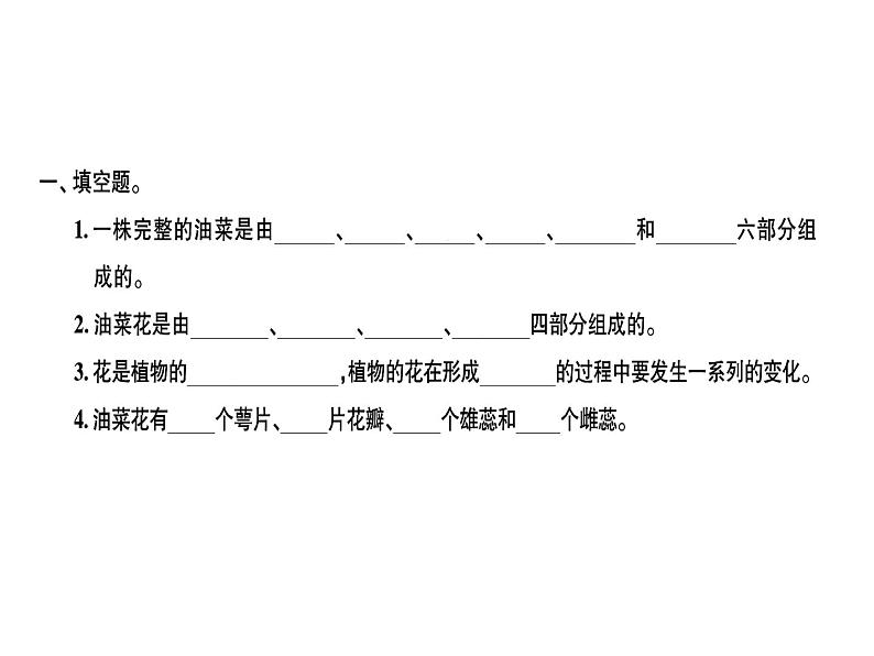 科教版四年级下册科学 第1课时油菜花开了 习题课件01