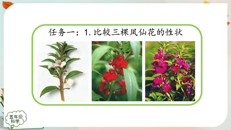 新人教鄂教版五上科学：2.6 植物的后代与亲代 课件PPT+内嵌视频第7页