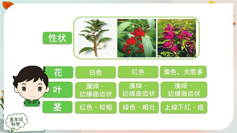 新人教鄂教版五上科学：2.6 植物的后代与亲代 课件PPT+内嵌视频第8页