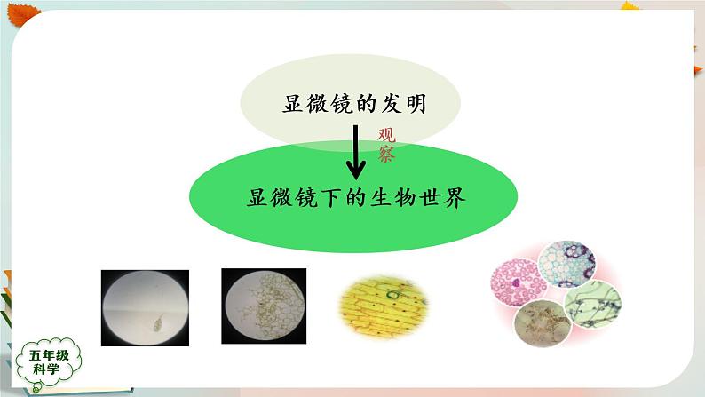 新人教鄂教版五上科学：第三单元 显微镜下的生物世界 回顾课件PPT+内嵌视频03