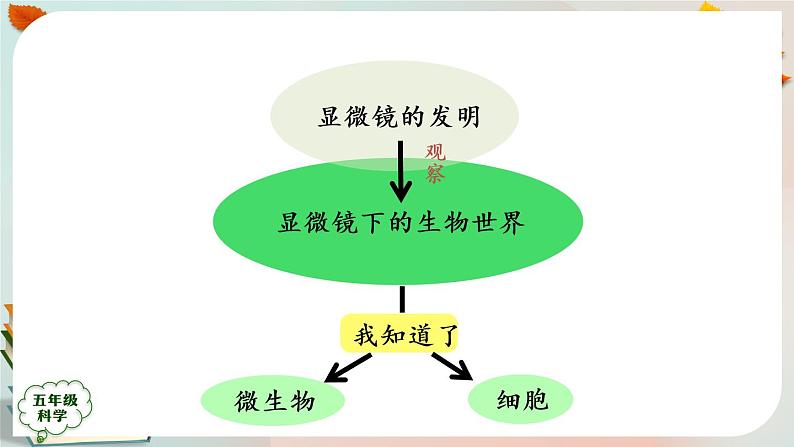 新人教鄂教版五上科学：第三单元 显微镜下的生物世界 回顾课件PPT+内嵌视频04