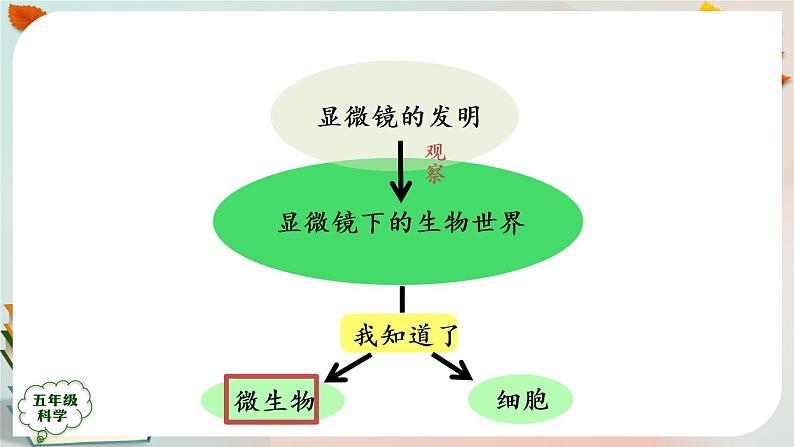 新人教鄂教版五上科学：第三单元 显微镜下的生物世界 回顾课件PPT+内嵌视频06