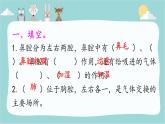 大象版 (2017)  科學四年級上冊 4.2我們的呼吸器官  練習題課件（含答案）