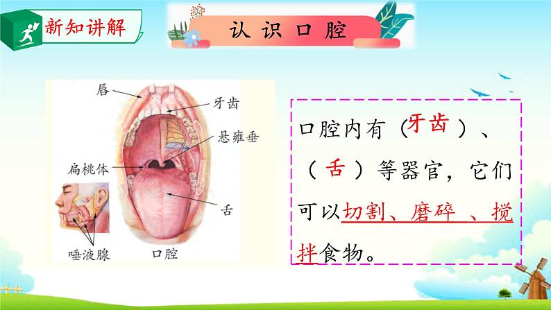 大象版 (2017)  科学四年级上册 5.2口腔“历险记” 课件（含视频）05