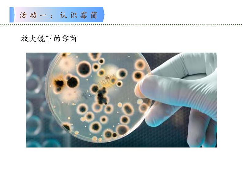 苏教版 六年级科学上册 1.3 馒头发霉了  教学课件03