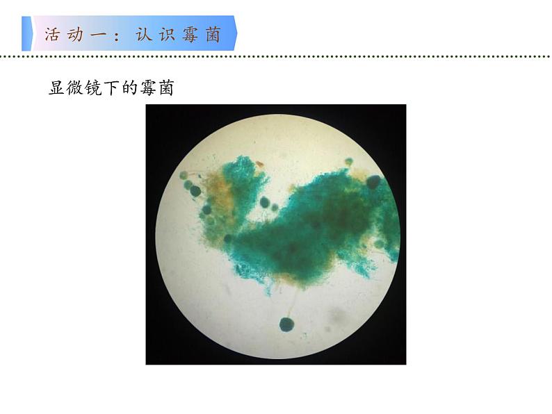 苏教版 六年级科学上册 1.3 馒头发霉了  教学课件04