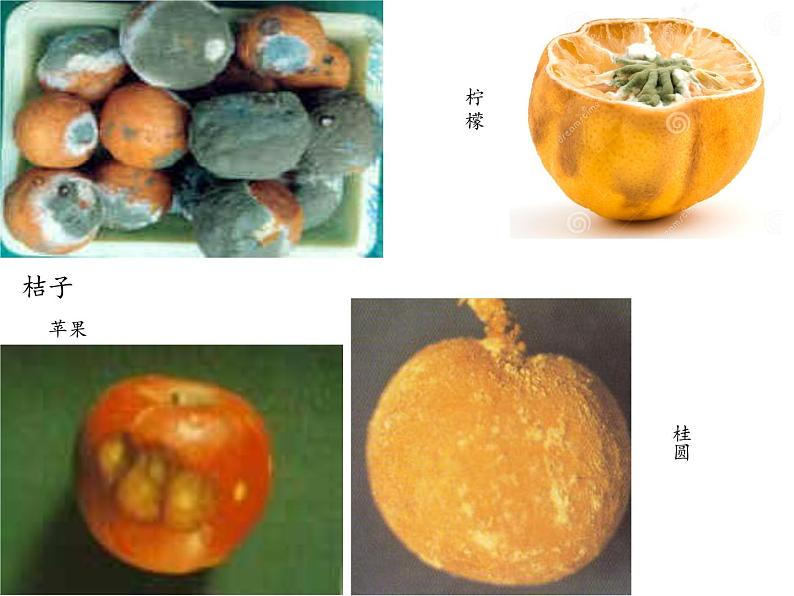 苏教版 六年级科学上册 1.3 馒头发霉了  教学课件第3页