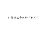 苏教版 六年级科学上册 1.4 搭建生命体的“积木” 教学课件