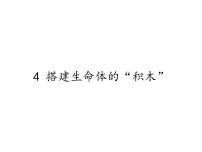 苏教版六年级上册4.搭建生命体的“积木”教学ppt课件