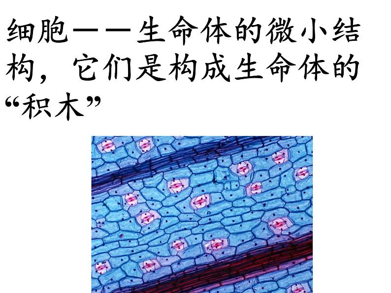 苏教版 六年级科学上册 1.4 搭建生命体的“积木” 教学课件06