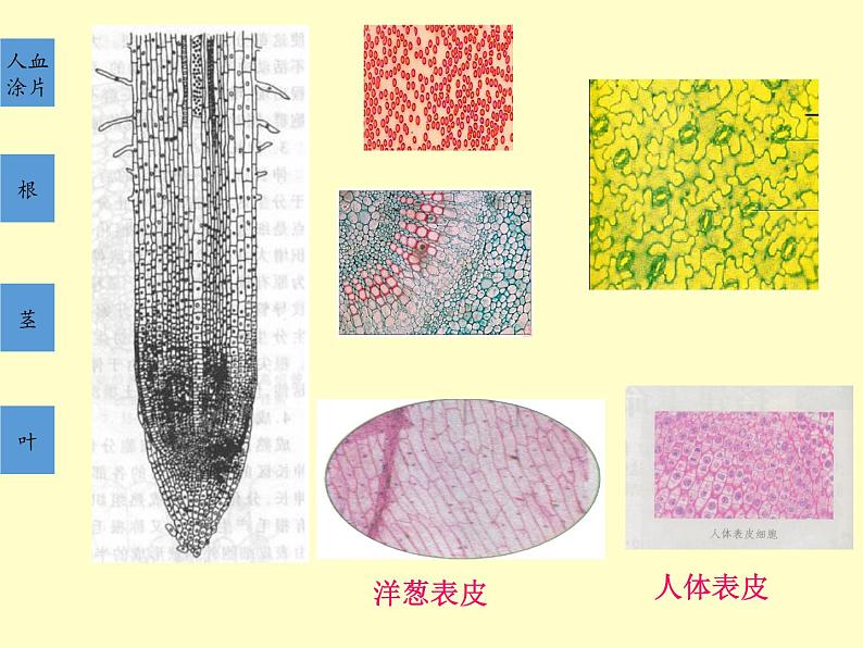 苏教版 六年级科学上册 1.4 搭建生命体的“积木”  教学课件第8页