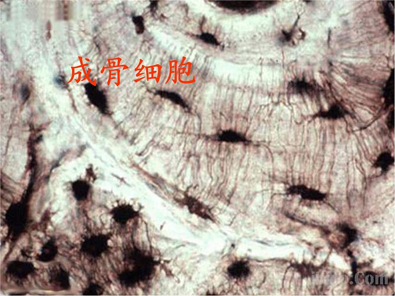 苏教版 六年级科学上册 1.4 搭建生命体的“积木” 教学课件03