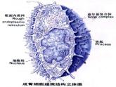 苏教版 六年级科学上册 1.4 搭建生命体的“积木” 教学课件