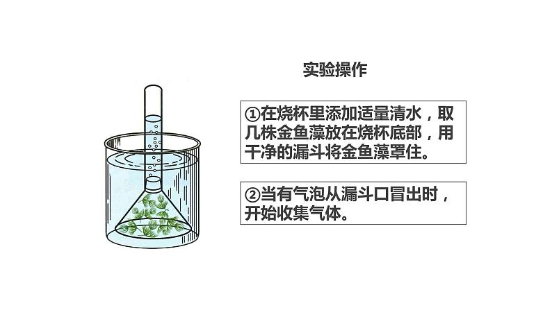 粤教粤科版 (2017) 科学五年级上册 1.7《植物能够利用阳光》课件(23张ppt)第6页