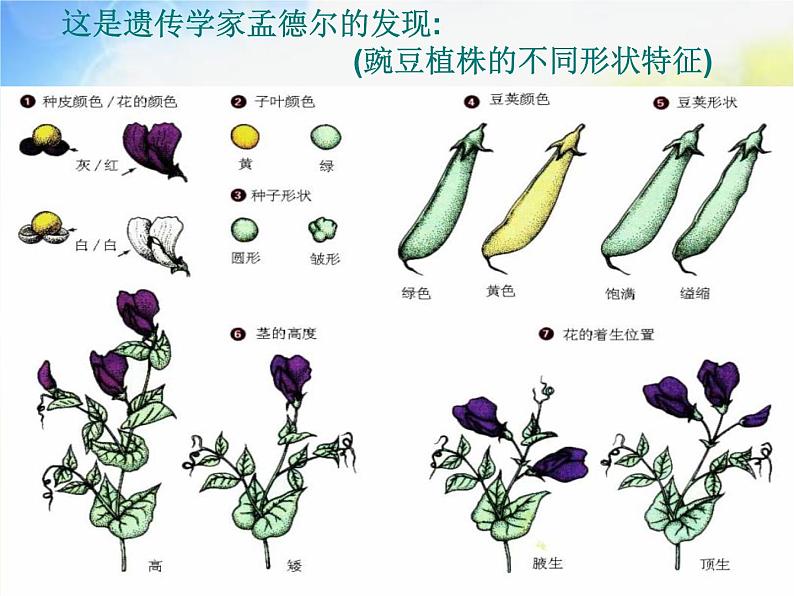 苏教小学科学六下《寻找遗传与变异的秘密》PPT课件05