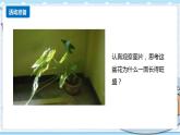 新青岛版科学二年级上册 10.植物和阳光 PPT课件