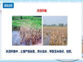 新青岛版科学二年级上册 11.植物和水 PPT课件