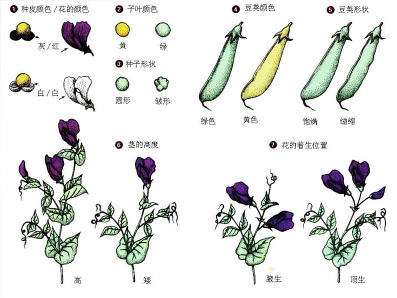 苏教小学科学六下《寻找遗传与变异的秘密》PPT课件06