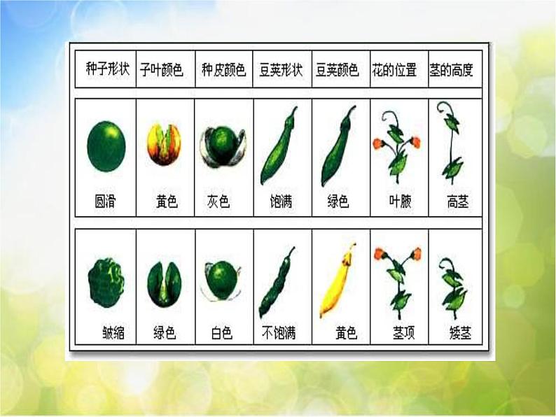 苏教小学科学六下《寻找遗传与变异的秘密》PPT课件07