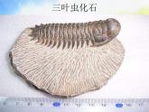 苏教小学科学六下《9.化石告诉我们什么》PPT课件
