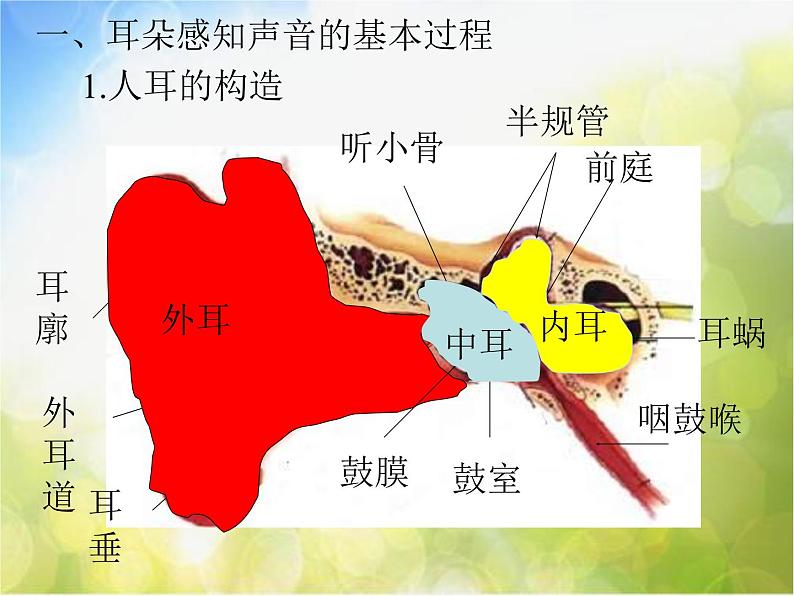 人教版小学科学 四年级下册《4．我们怎样听到声音的》PPT课件第5页