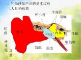 人教版小学科学 四年级下册《4．我们怎样听到声音的》PPT课件