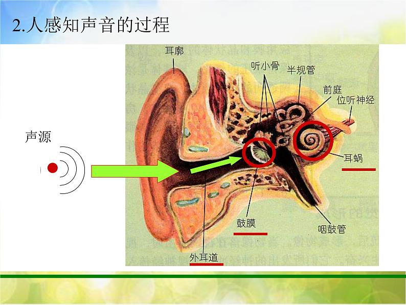 人教版小学科学 四年级下册《4．我们怎样听到声音的》PPT课件第6页