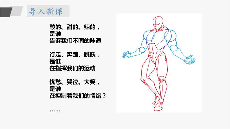 5.17《刺激与反应》 课件第3页