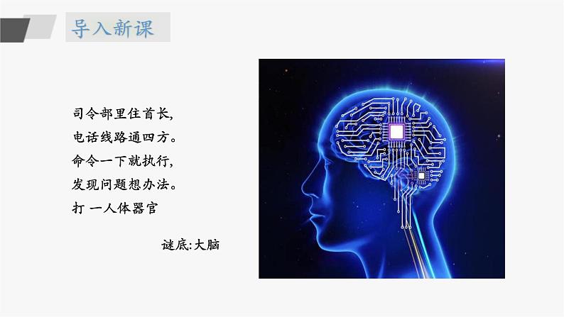 苏教版五年级上册 5.19《我们的大脑》课件+教案+同步练习03