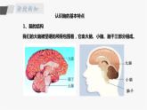 苏教版五年级上册 5.19《我们的大脑》课件+教案+同步练习