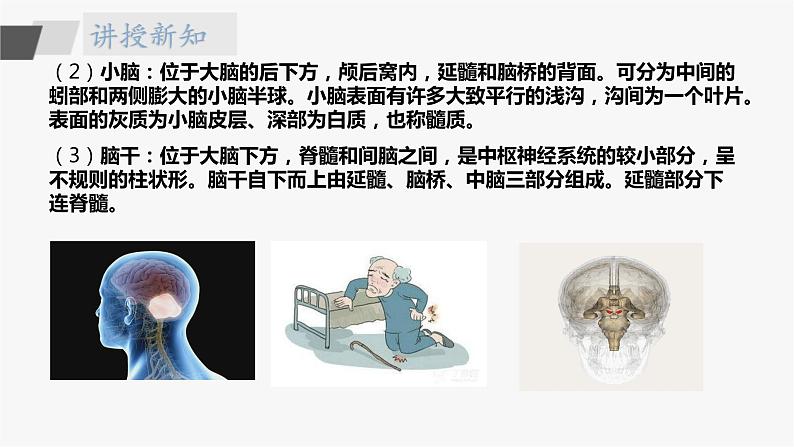 苏教版五年级上册 5.19《我们的大脑》课件+教案+同步练习06