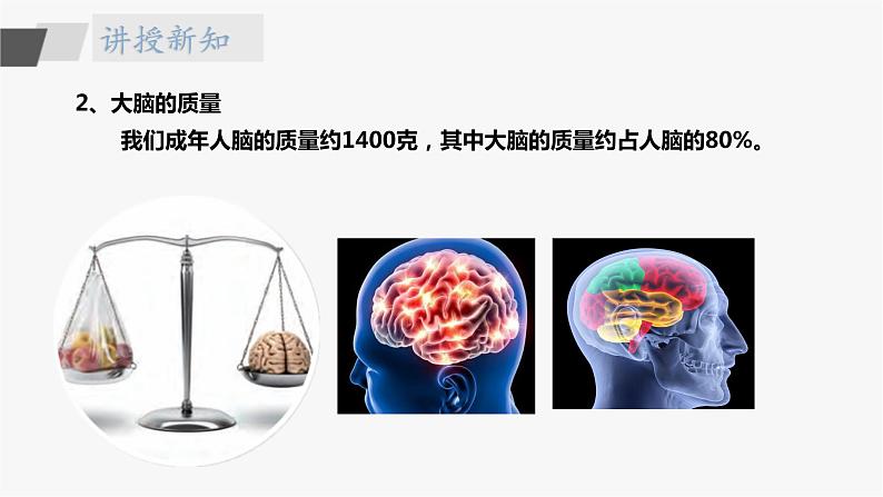 苏教版五年级上册 5.19《我们的大脑》课件+教案+同步练习07