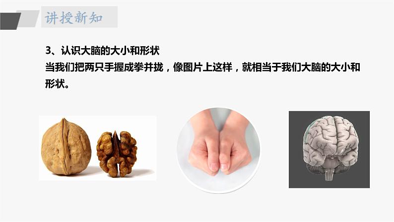 苏教版五年级上册 5.19《我们的大脑》课件+教案+同步练习08