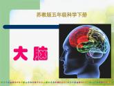苏教小学科学五下《5.1．大脑》PPT课件