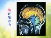 苏教小学科学五下《5.1．大脑》PPT课件