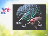 苏教小学科学五下《5.1．大脑》PPT课件
