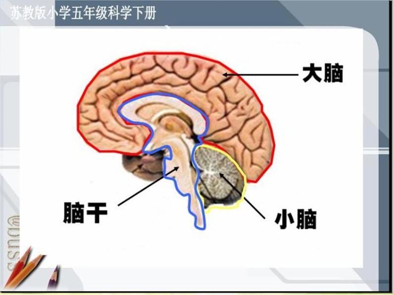 苏教小学科学五下《5.1．大脑》说课课件05