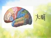 苏教小学科学五下《5.1．大脑》PPT课件