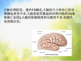 苏教小学科学五下《5.1．大脑》PPT课件