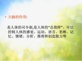 苏教小学科学五下《5.1．大脑》PPT课件