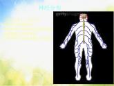 苏教小学科学五下《5.2．神经》PPT课件