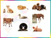 冀教小学科学四下册《14小动物的生长 》PPT课件