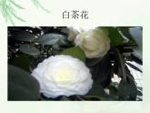 教科小学科学三上《1.1.我看到了什么》PPT课件