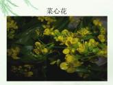 教科小学科学三上《1.1.我看到了什么》PPT课件