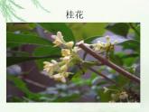 教科小学科学三上《1.1.我看到了什么》PPT课件