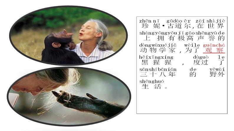 苏教版 (2017)  科学一年级上册  1.小小科学家 课件05