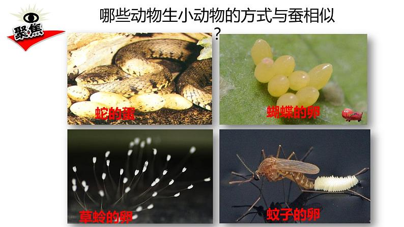 教科版科学 三年级下册 2.7动物的繁殖 课件02