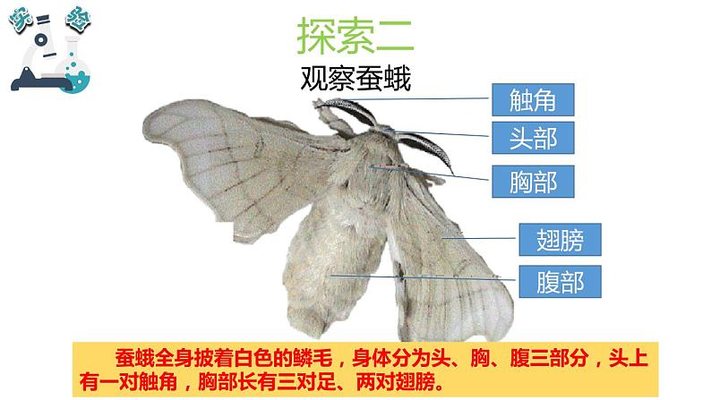 教科版科学 三年级下册 2.5茧中钻出了蚕蛾 课件05