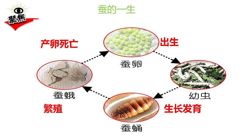 教科版科学 三年级下册 2.8动物的一生 课件第2页